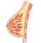 Breast
