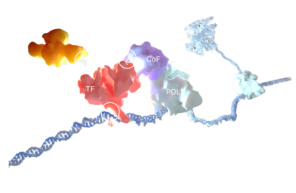 A transcription factor bound to DNA alongside a cofactor and RNA polymerase II, with three intervention points marked: a molecular glue degrader, a protein–protein interaction, and a DNA-binding inhibitor.